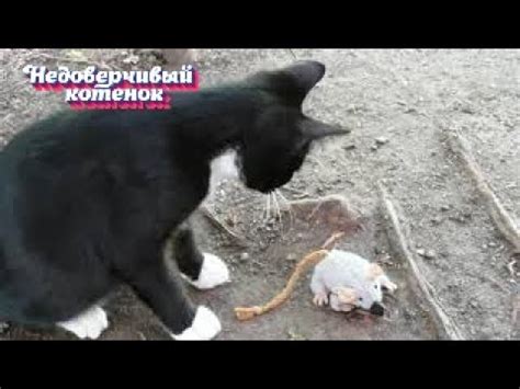 Находим и приручаем дикого котенка