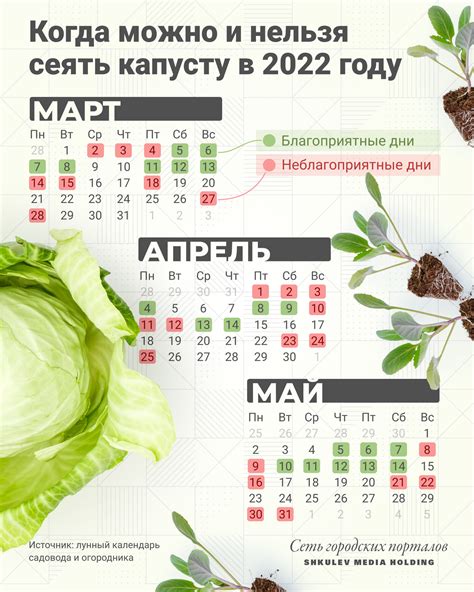 Неблагоприятные условия для капусты