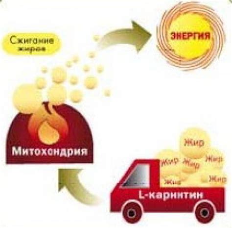 Негативные последствия L-карнитина на организм: что необходимо знать