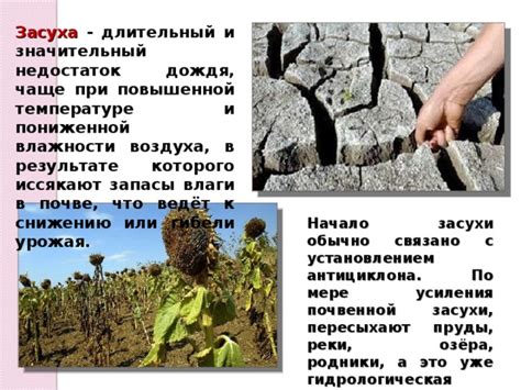 Недостаток влаги: голубика и период засухи