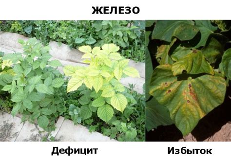 Недостаток дренажа и избыток влаги
