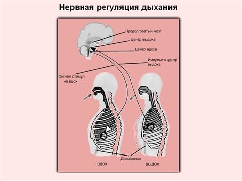Нейрохимическая связь