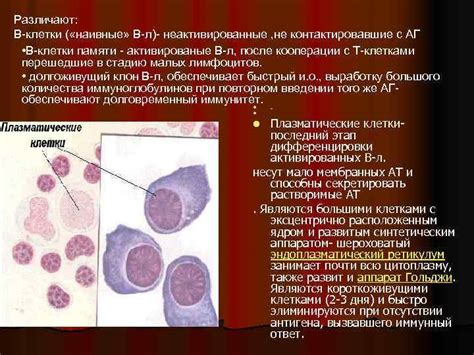 Нейтрофилы: значение в иммунной системе и патологические изменения