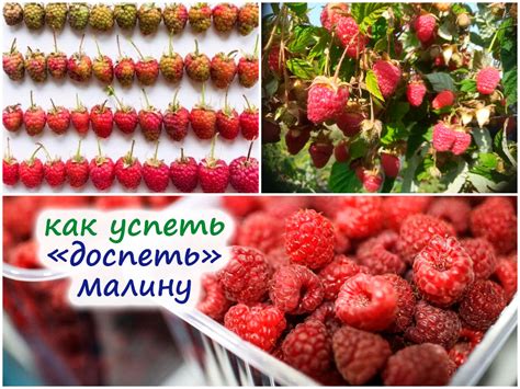 Нечто невиданное: Листовые дары малины открывают нам новый мир здоровья