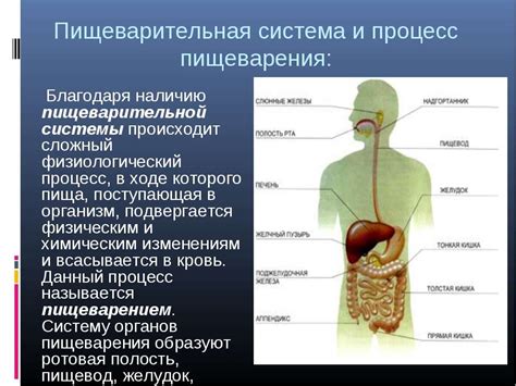 Нормализация пищеварительной системы благодаря сочетанию кефира и чеснока