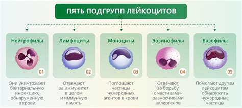 Нормальное содержание лейкоцитов и их влияние на организм