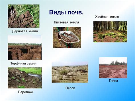 Обеспечение заботы о помидорных растениях в природной почве