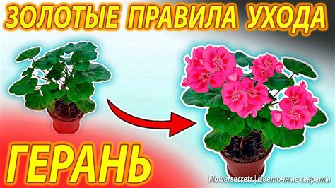 Обеспечение оптимальных условий для здорового роста и прекрасного цветения вашим фиалкам