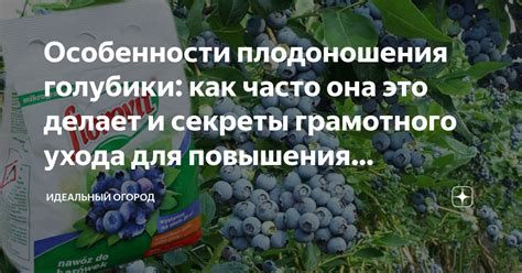 Обеспечение цесаркам полноценного питья: секреты грамотного ухода