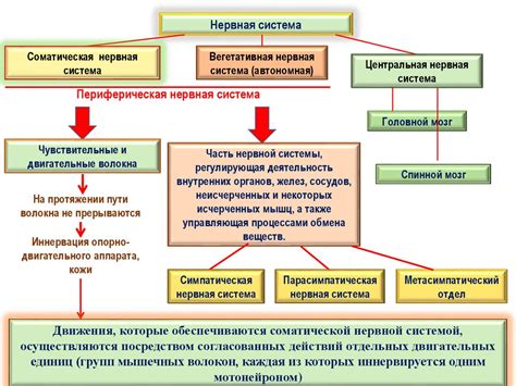 Обеспечение энергией и защита внутренних органов