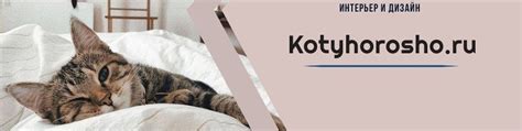 Обеспечьте коту спокойствие и уют