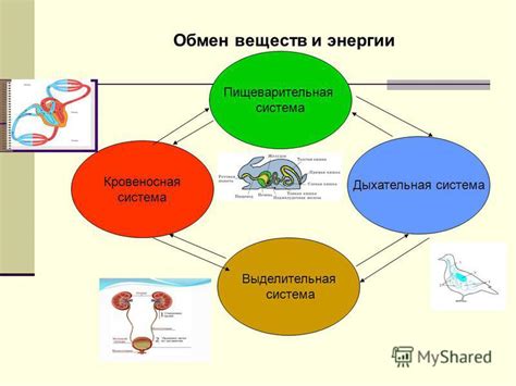 Обмен веществ – неотъемлемая потребность для поддержания жизни у животных