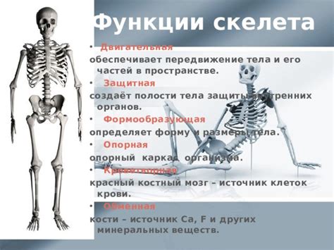 Обнаружение новообразований, повреждений скелета и поражений внутренних органов