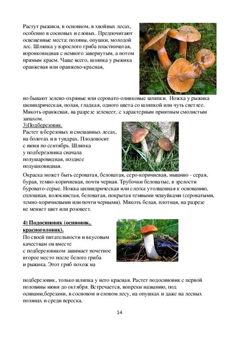 Обогащение вкусовых свойств грибов: исследование влияния на кулинарный опыт