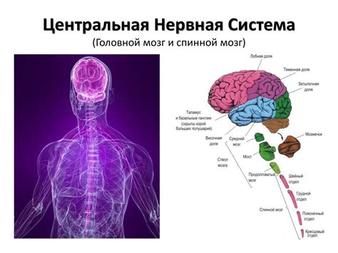 Обработка информации в центральной нервной системе