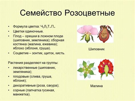 Обратите внимание на внешние признаки и характеристики растения