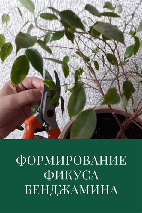 Обрезка и формирование растений