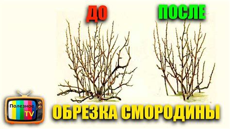 Обрезка смородины: основные правила и необходимые инструменты