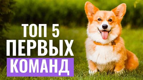 Обучение питомца правильному общению с мебелью
