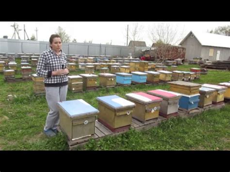 Обучение пчел к работе в восьмирамочных ульях