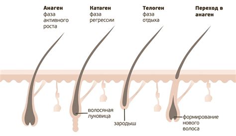 Обширность растущих волосяных фолликул