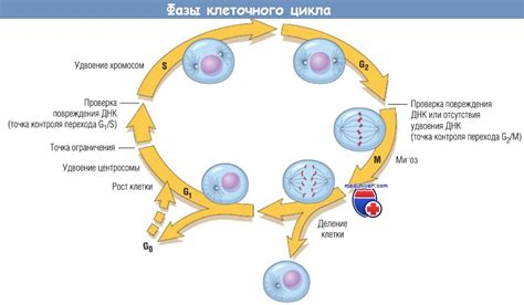 Общая информация о лекарстве для второй фазы цикла