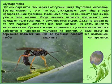 Общая информация о паразитах и их влиянии на здоровье детей