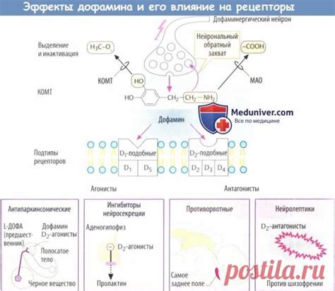 Общая картина действия дофамина