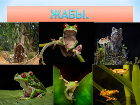 Общая организация и образ жизни жабы и лягушки