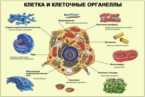 Общая характеристика органоидов в клетке
