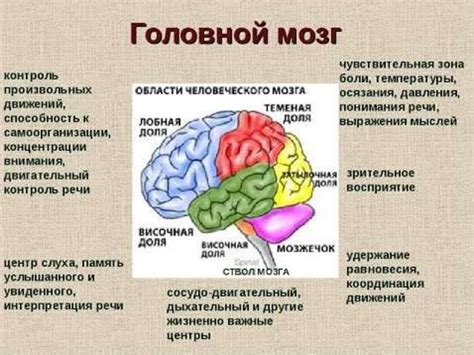 Объем мозга и его влияние
