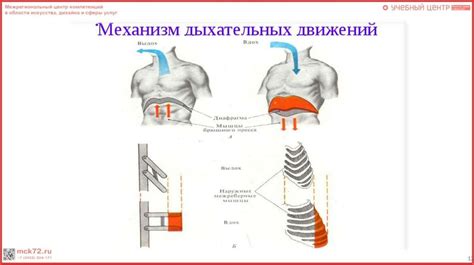 Объяснение анатомических особенностей