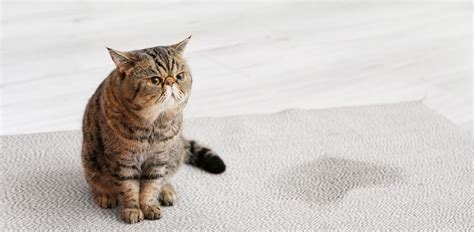 Обычные физиологические причины пени из полости кошки