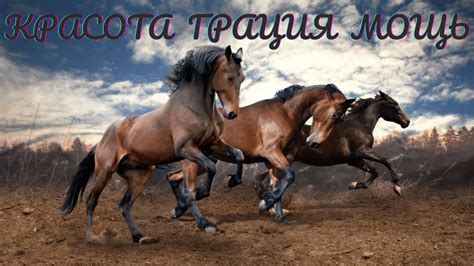 Обь - мощь и величественная красота