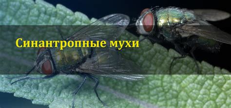 Ограниченная познавательная способность насекомых: анализ когнитивных возможностей мух