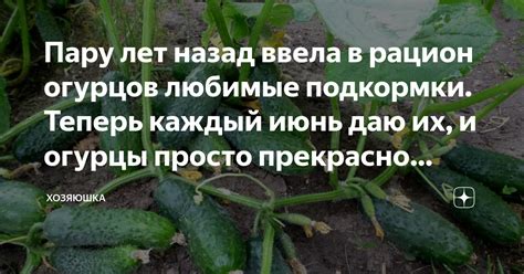 Огурцы - богатый источник витаминов и минералов для поддержания иммунитета