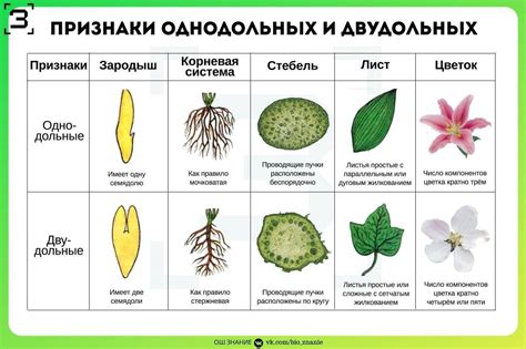 Однодольные растения: структура и функции