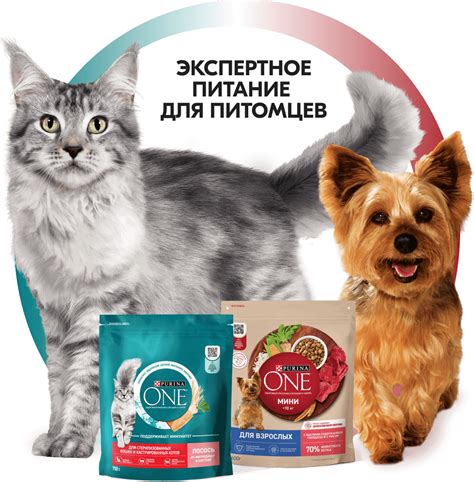 Оздоровительное питание для питомцев породы "шяхярдей"