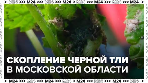 Опасности, которые подстерегают огурцы при нашествии черной тли