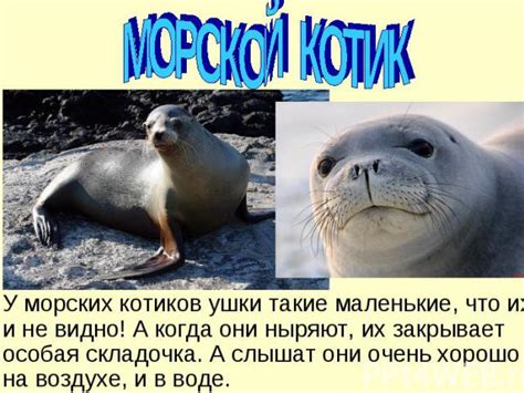 Описание: Разбор значений сновидений с символикой морских котиков в воде