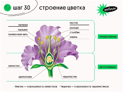 Описание и происхождение цветка