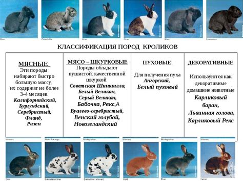 Описание основных видов кроликов и зайцев