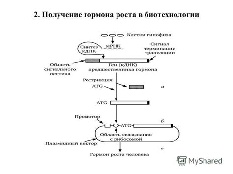 Определение активности гормона роста с помощью биологических методов