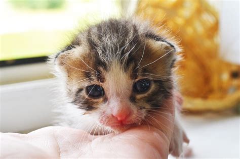 Определение возраста котенка по поведению и навыкам