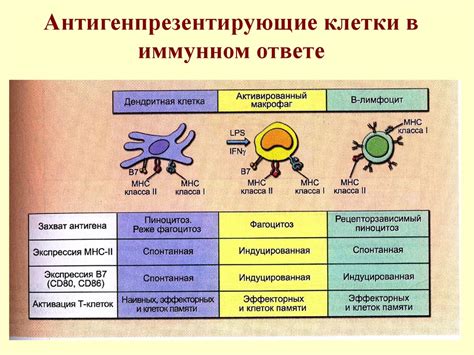Определение врожденного иммунитета: основные понятия и принципы