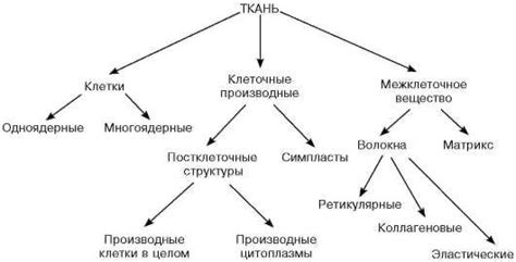 Определение гистологии у собак: основные понятия