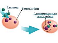 Определение гликозилированного гемоглобина