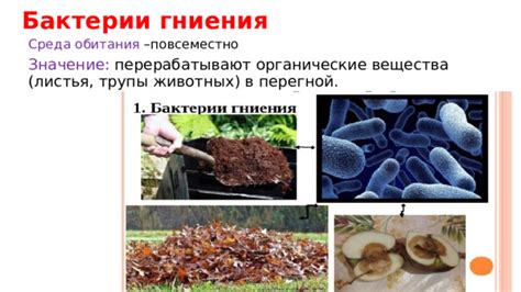 Определение гниения