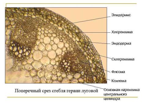 Определение гниения стебля герани