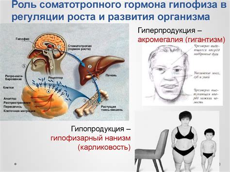 Определение гомеостаза и его роль в организме
